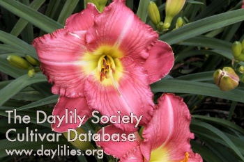 Daylily Warmest Regards